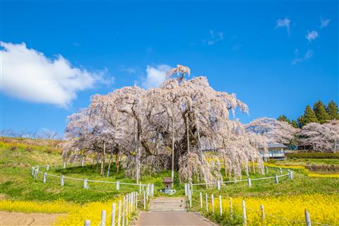 三春の滝桜